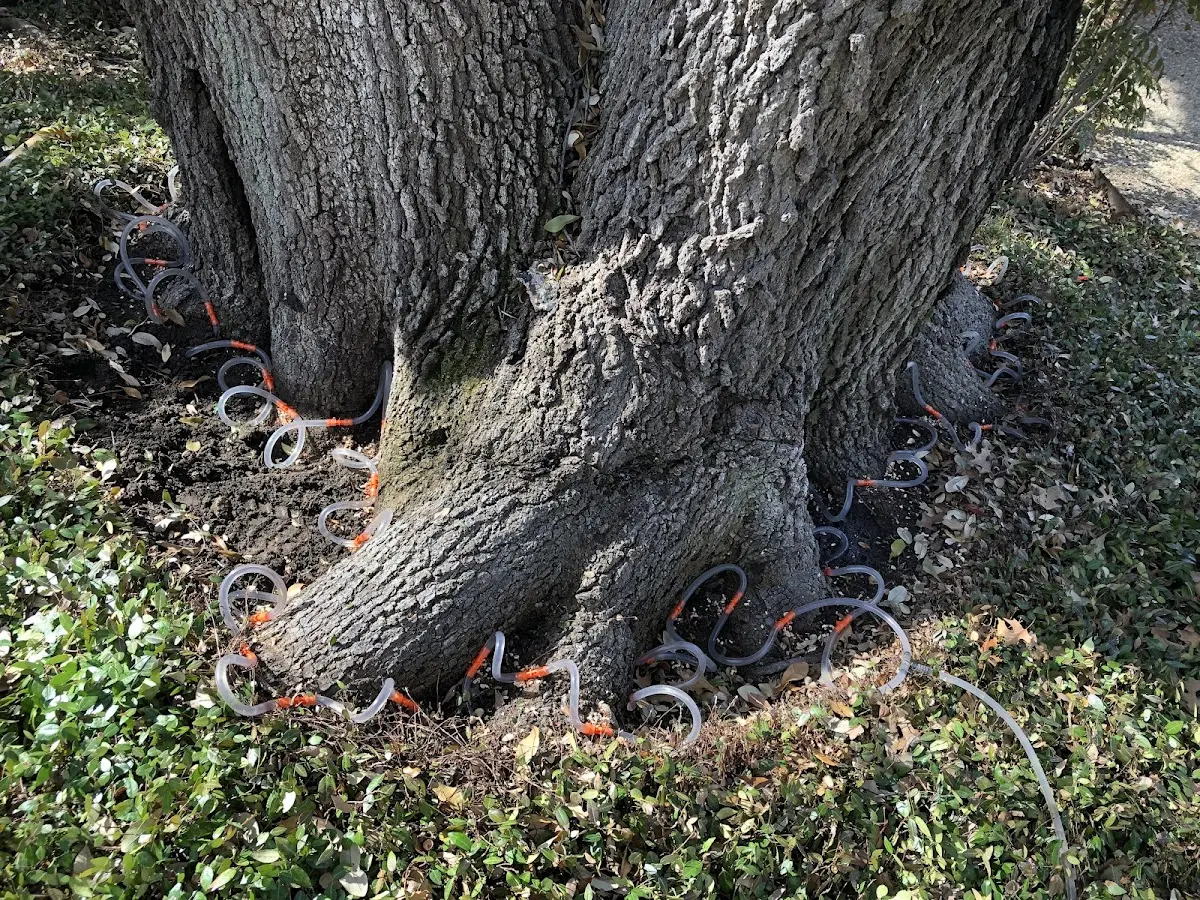 Detailed Tree Cabling and Bracing job site in Majestic
