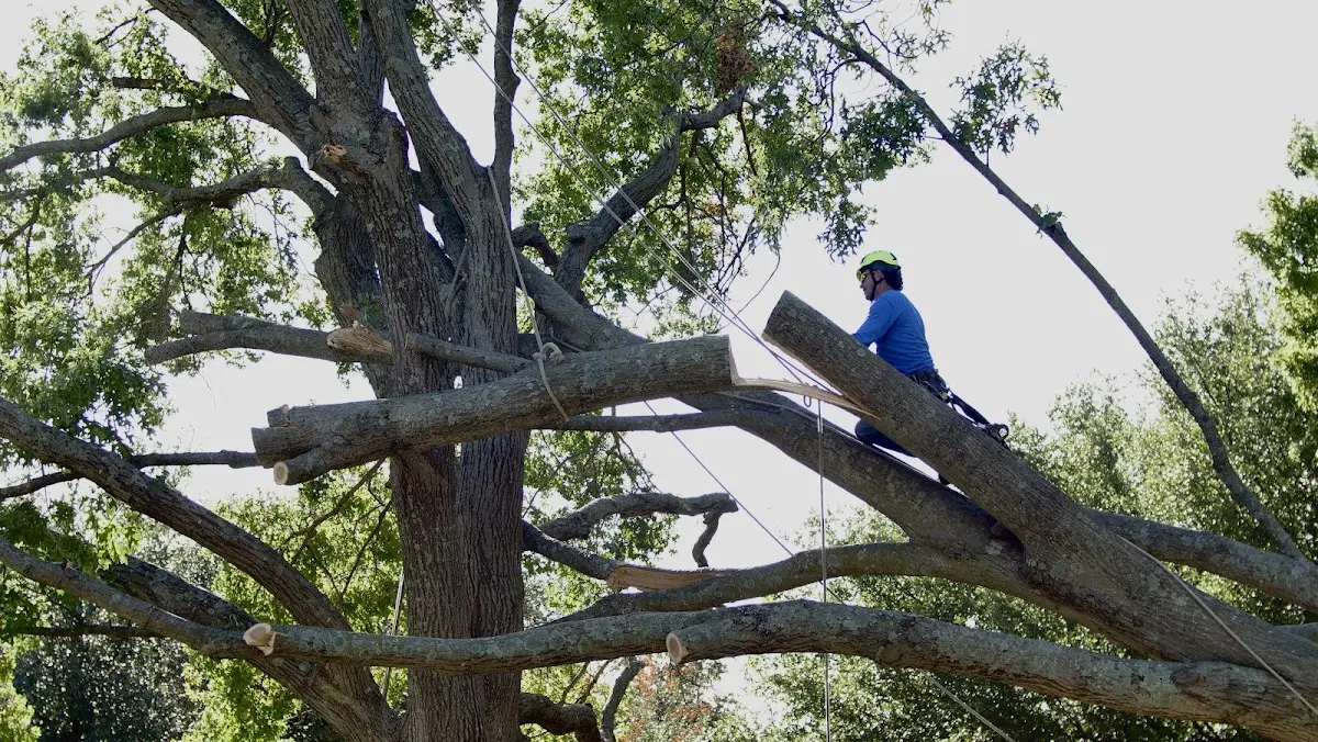 Professional Hazardous Tree Removal performed by certified arborists in Majestic