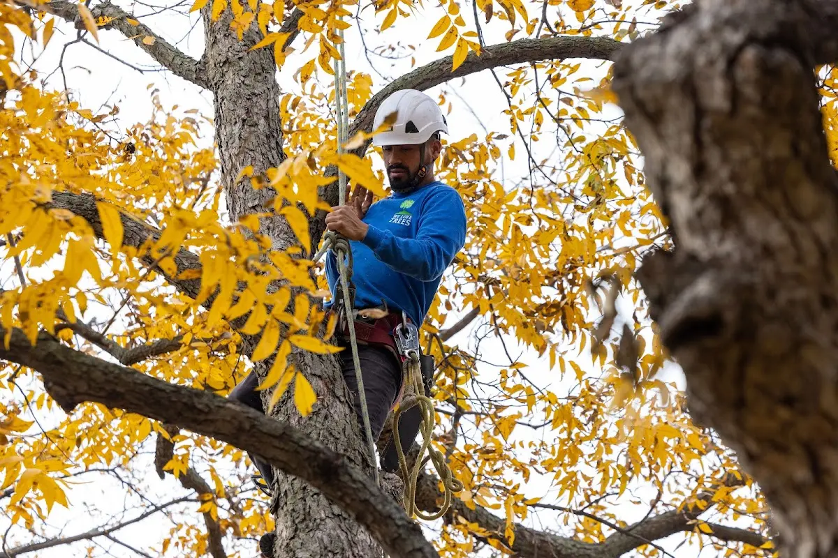 Skilled Storm Damage Cleanup crew working in Majestic