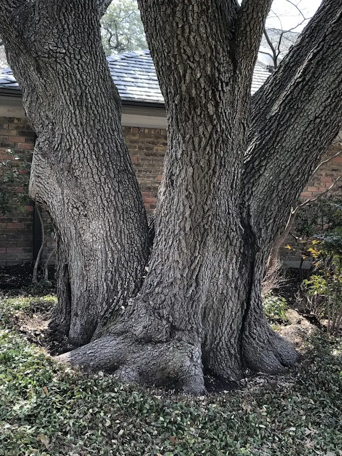 Mature heritage tree close to a Majestic property cared for by certified arborists